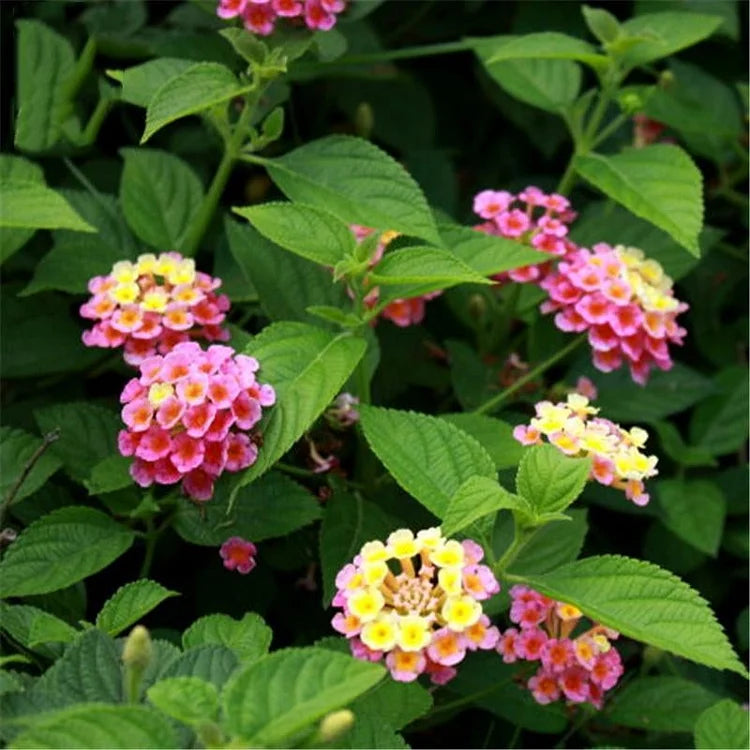 Egrow Lantana Seeds